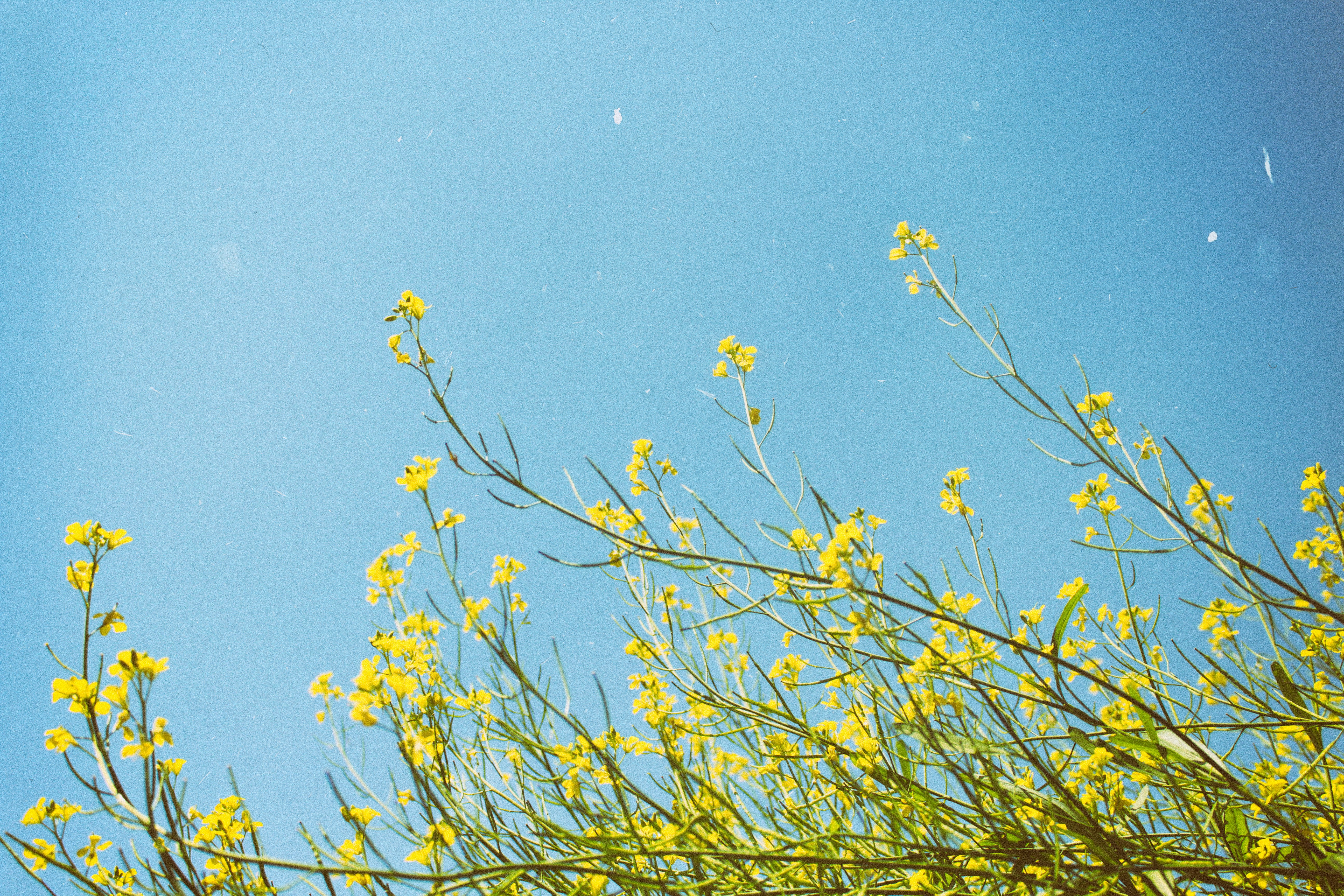 yellow flowers under clear blue sky during daytime